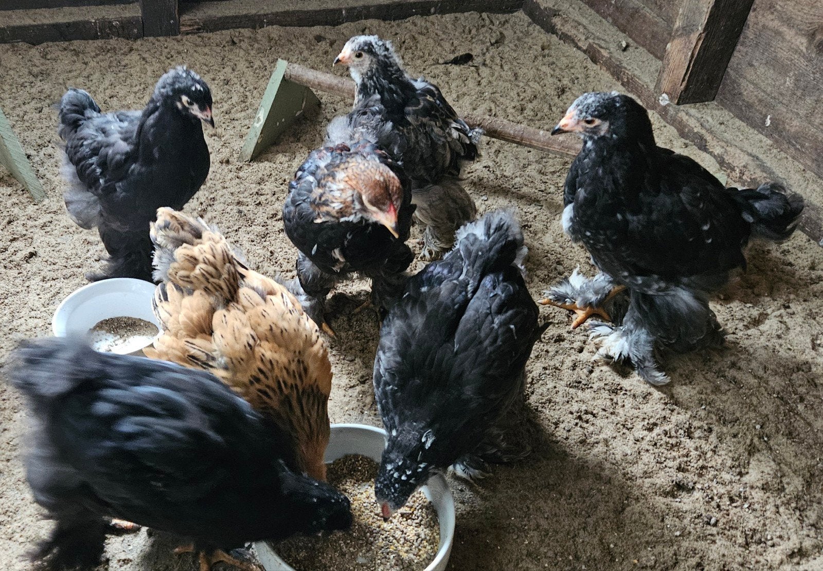 Brahma kuikens 8 weken, Dieren en Toebehoren, Pluimvee