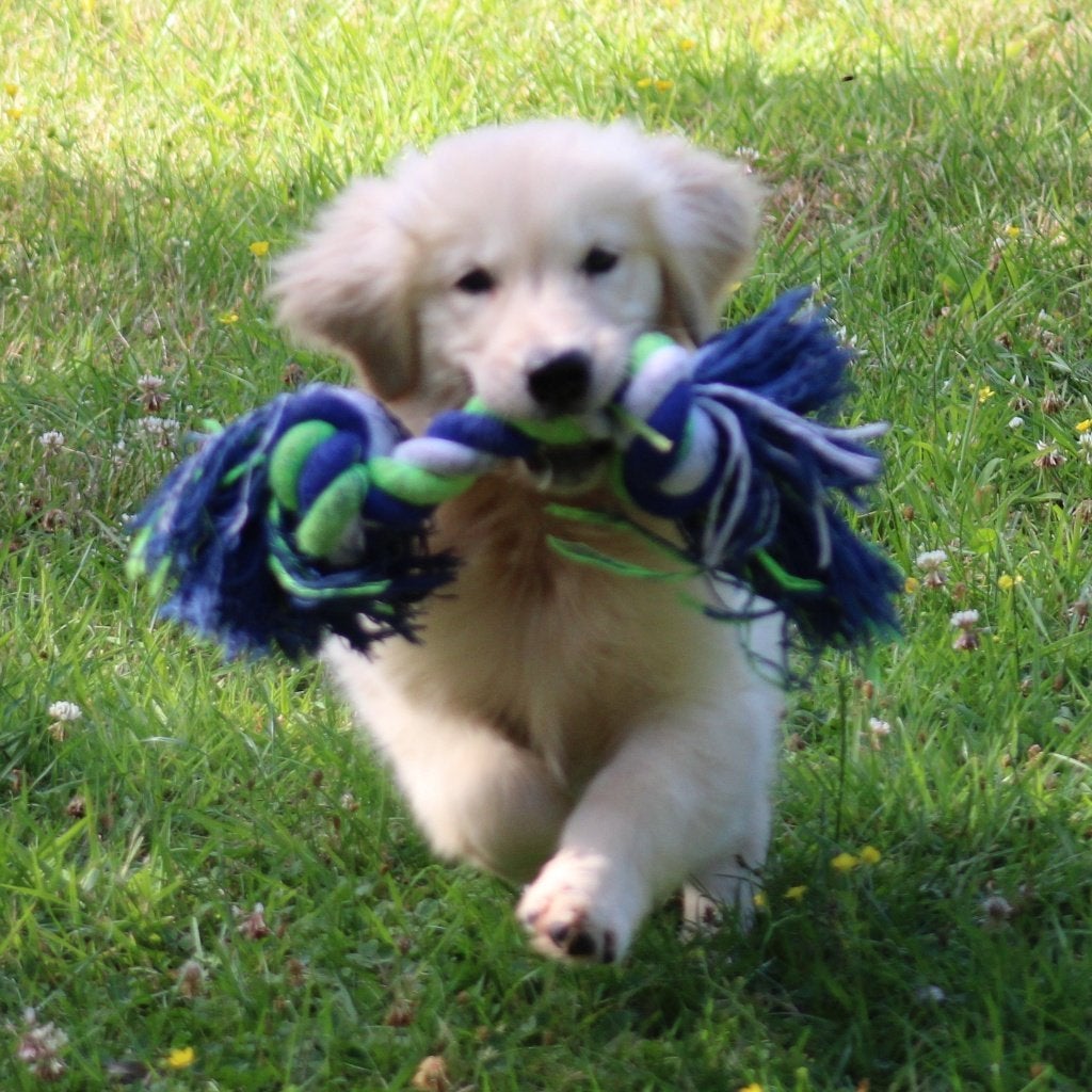 Chiots Golden Retriever, Golden retriever, Maladie de Carré (chiens), Plusieurs, Belgique