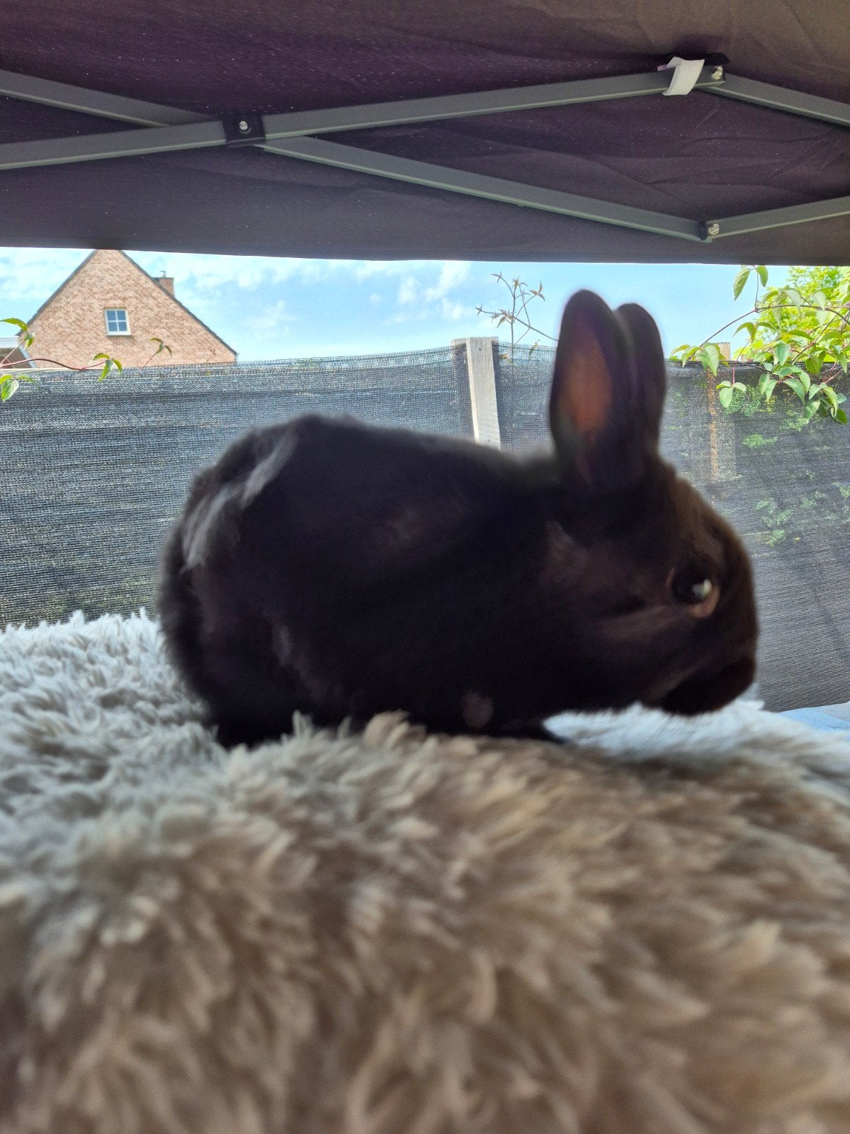 Kleurdwerg voedster, Dieren en Toebehoren, Konijnen