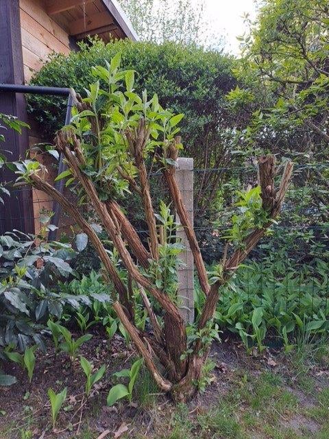 Vlinderboom  fuchsia - vaste plant - winterhard, Ophalen, Vaste plant