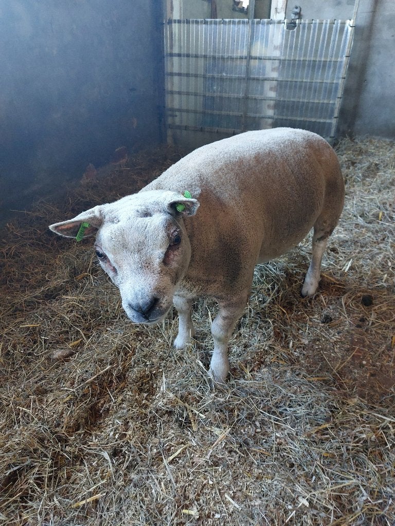 ZEER GOEDE TEXEL DEKRAM  6 MAANDEN OUD, Mannelijk, Schaap, 0 tot 2 jaar