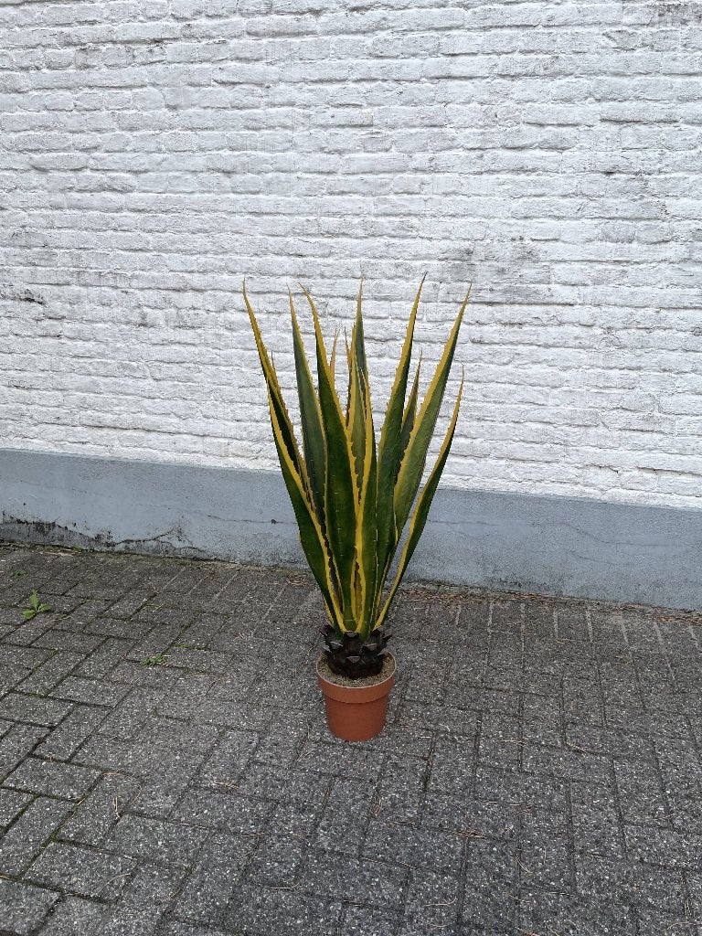Kunstplant / cactus, Ophalen, Zo goed als nieuw, Kunstplant