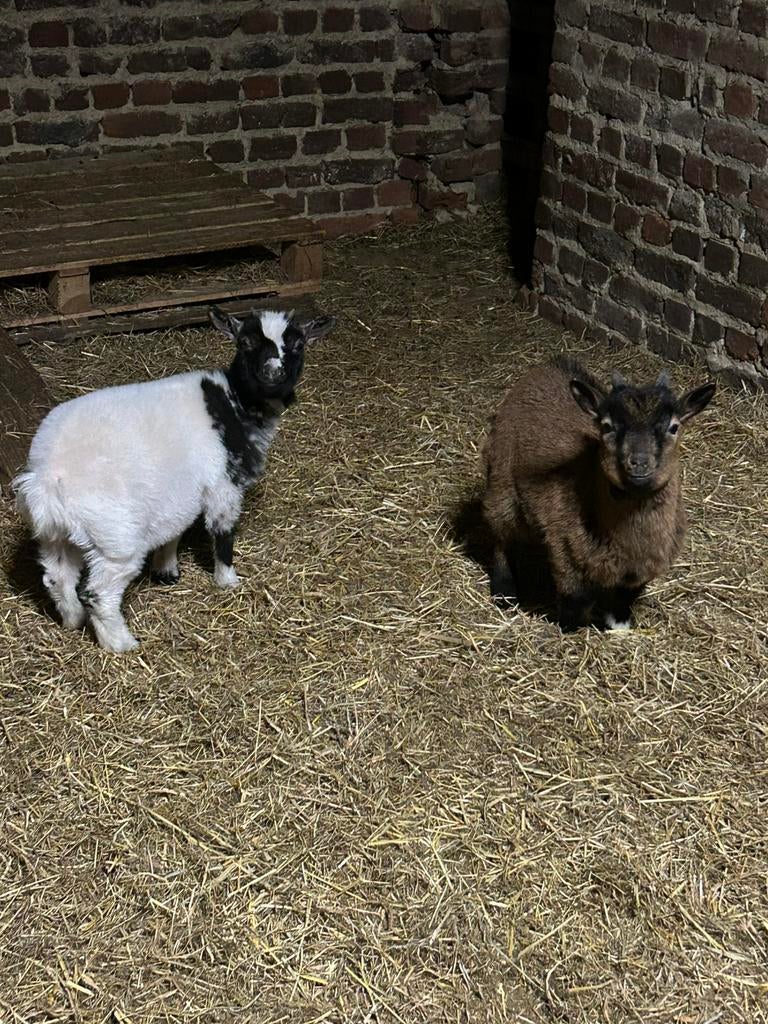 Dwerggeitjes, gevlekt mieke en bokje, Dieren en Toebehoren, Schapen, Geiten en Varkens, Geit, 0 tot 2 jaar