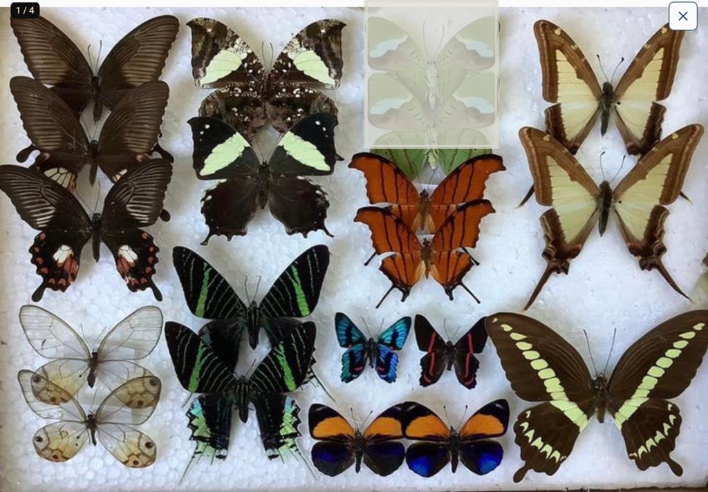 VLINDERS voor collectie, 7€/specimen, Verzamelen, Ophalen of Verzenden