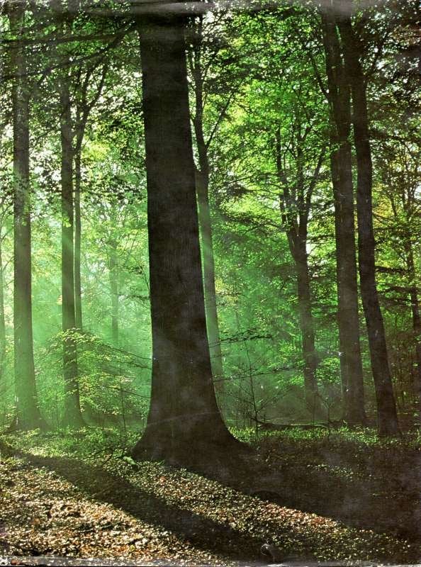 Natuur en vogelreservaten van België  Deel 5 De Brabantse, Enlèvement ou Envoi, Utilisé, Artis historia, Livre d'images