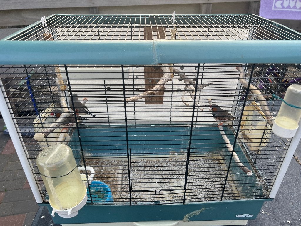 Vogels, Dieren en Toebehoren, Vogels | Parkieten en Papegaaien, Meerdere dieren, Geringd