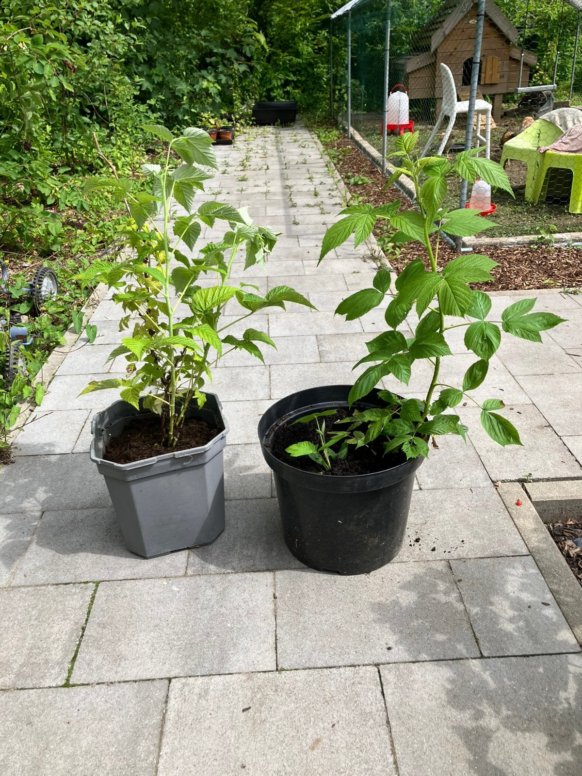 Frambozenplanten, Ophalen, Fruitplanten