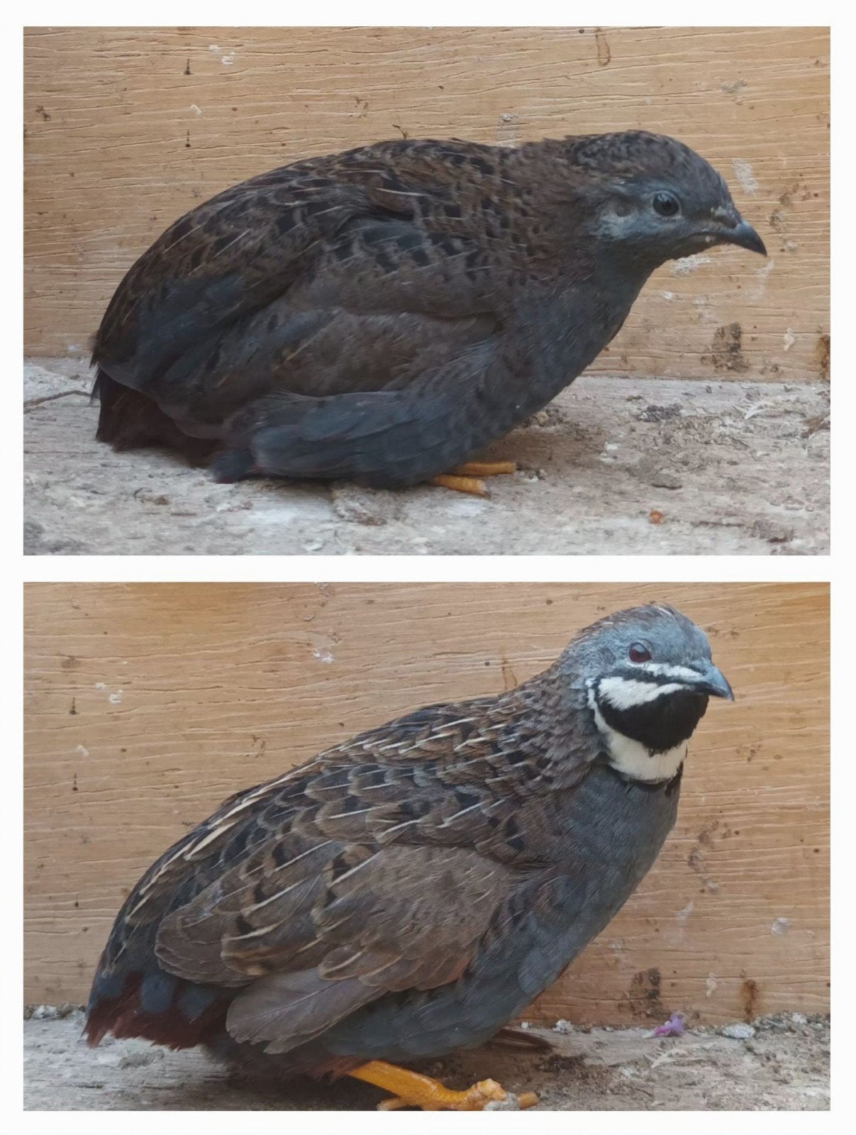 Chinese dwergkwartels., Meerdere dieren