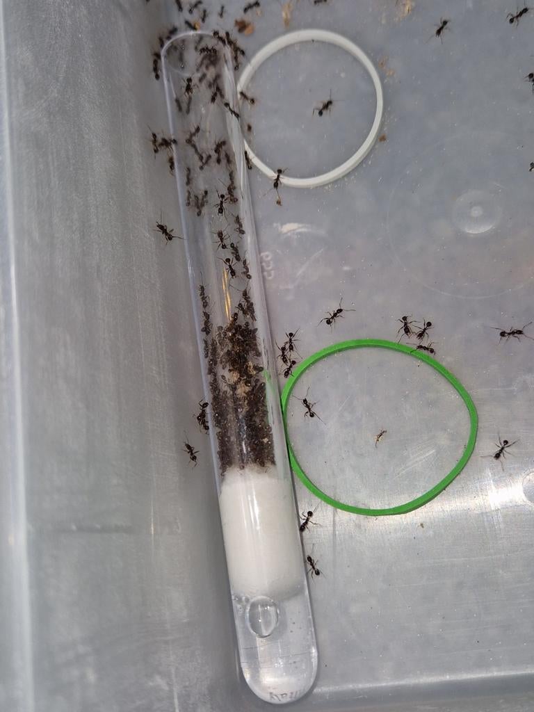 Aphaenogaster gibossa 1q 50-100w | fourmis, colonies de four, Fourmis