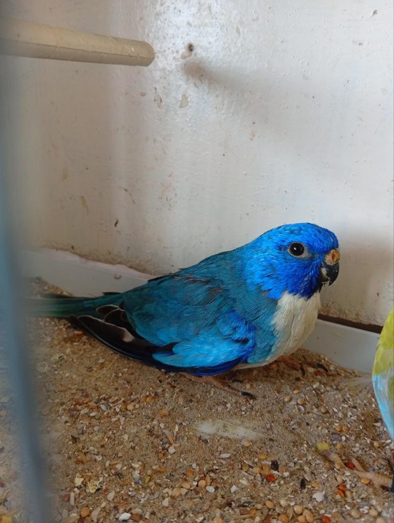 Koppel Splendid 25, Dieren en Toebehoren, Vogels | Parkieten en Papegaaien, Geringd