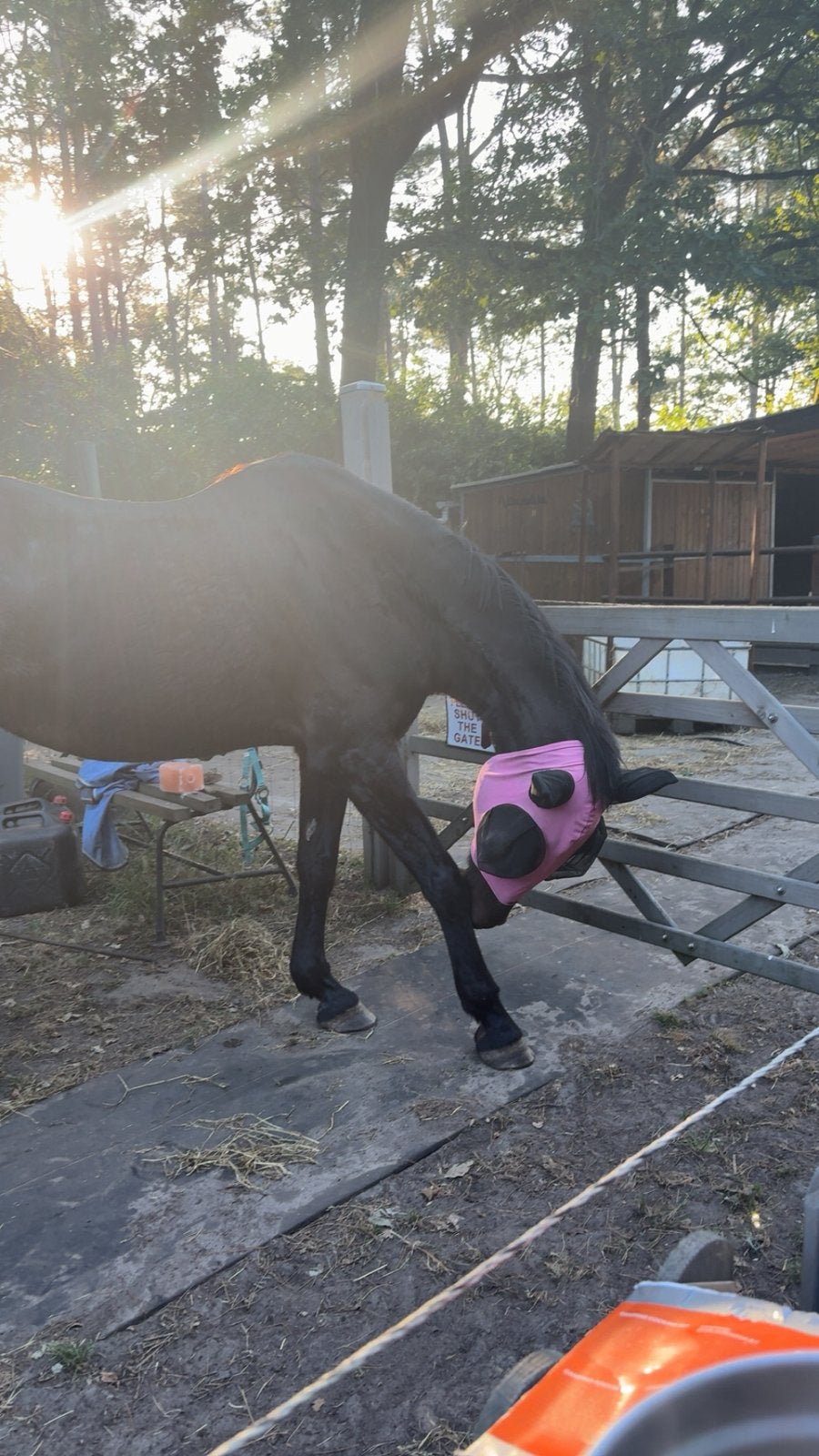Buitenrit/lease/ halve stal. koersel!, Dieren en Toebehoren, Maart, Vrouwelijk