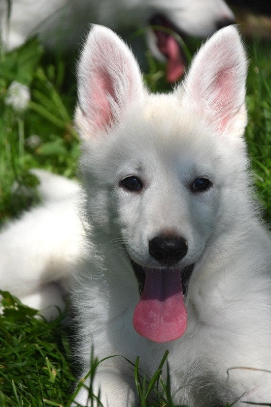 Prachtige Zwitserse Witte Herder pups, Dieren en Toebehoren, Parvo, België, 8 tot 15 weken, Meerdere