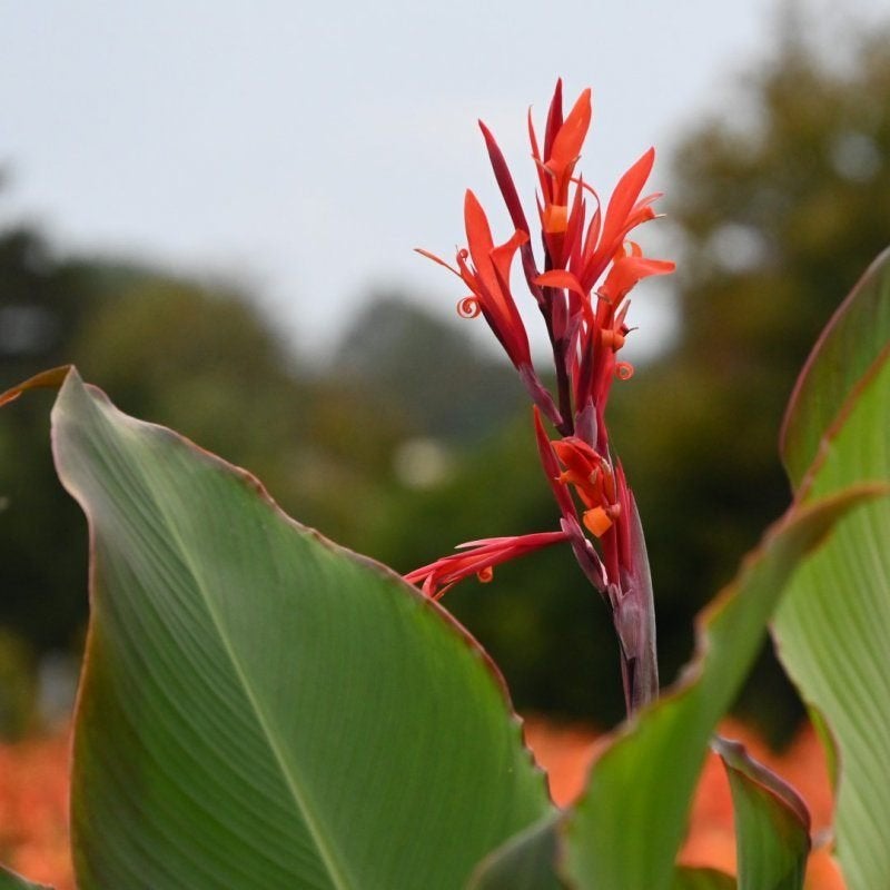 canna edulis - rood, Volle zon, Vaste plant, Zomer, Ophalen