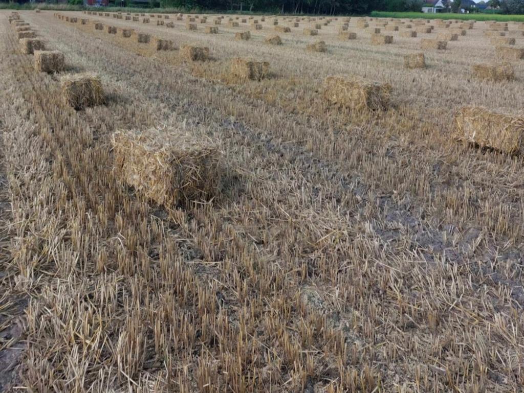 Kleine balen stro, Dieren en Toebehoren