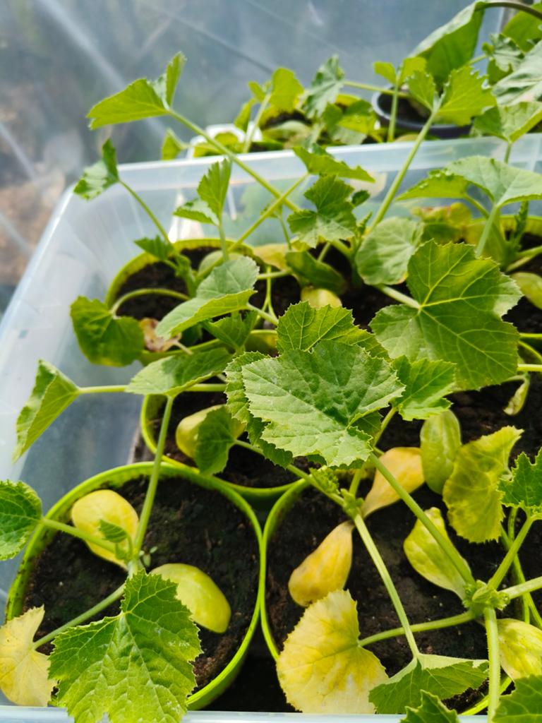 Courgetteplantjes, Jardin & Terrasse, Enlèvement