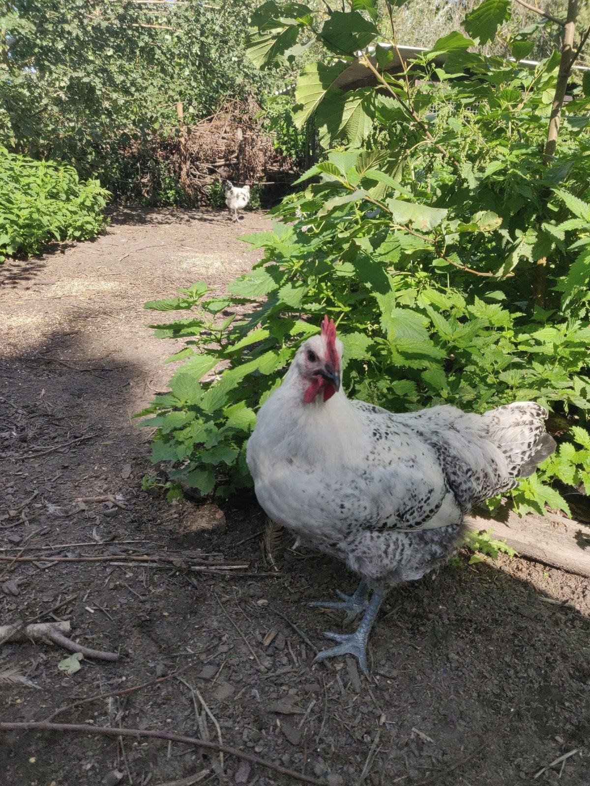 Poule de bresse gauloise haan, Animaux & Accessoires, Volatiles