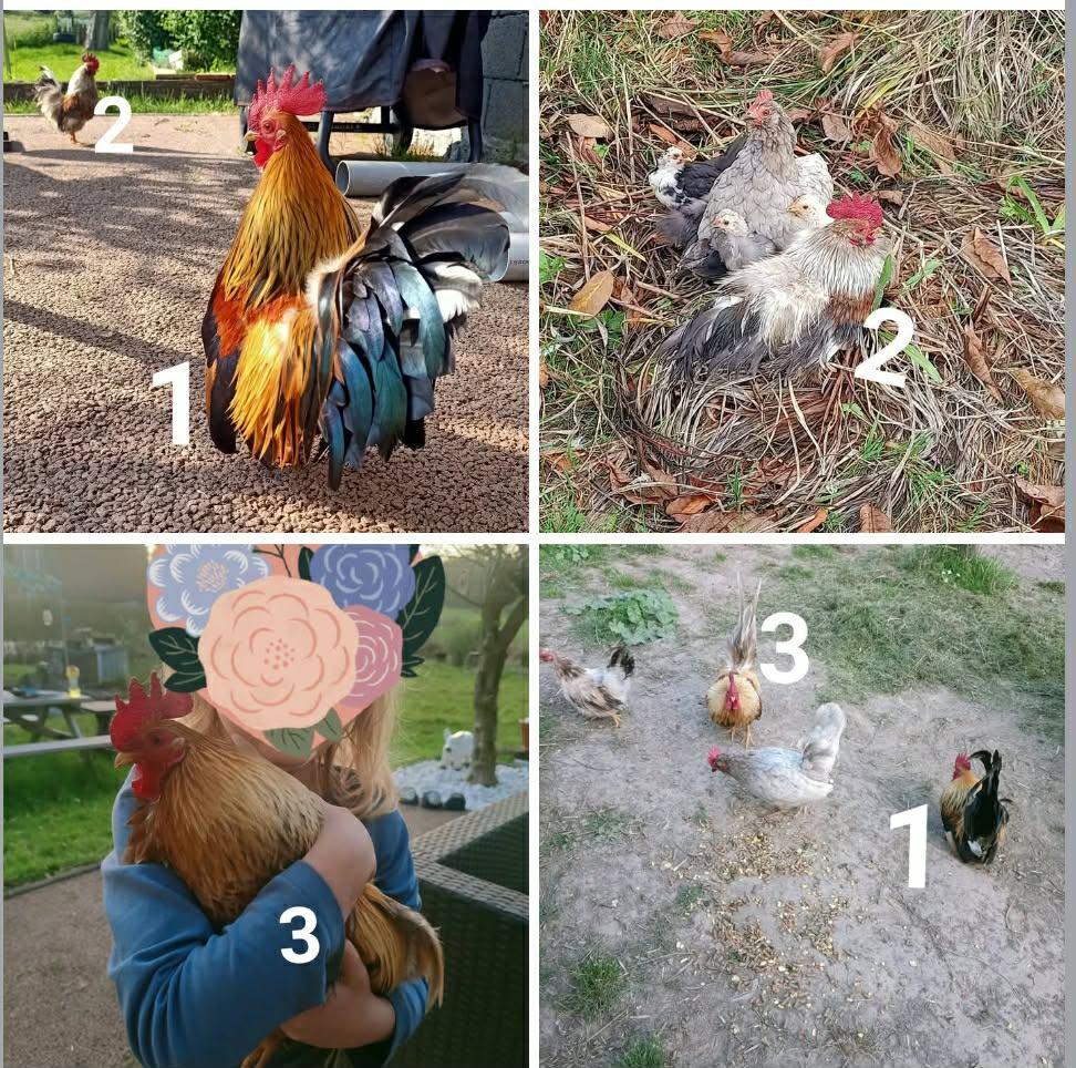 serama/chabo haantjes, Dieren en Toebehoren, Pluimvee, Mannelijk, Kip