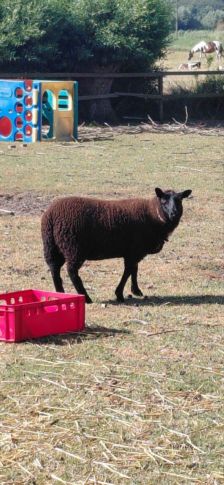 Lam vrouwelijk, Animaux & Accessoires, Moutons, Chèvres & Cochons