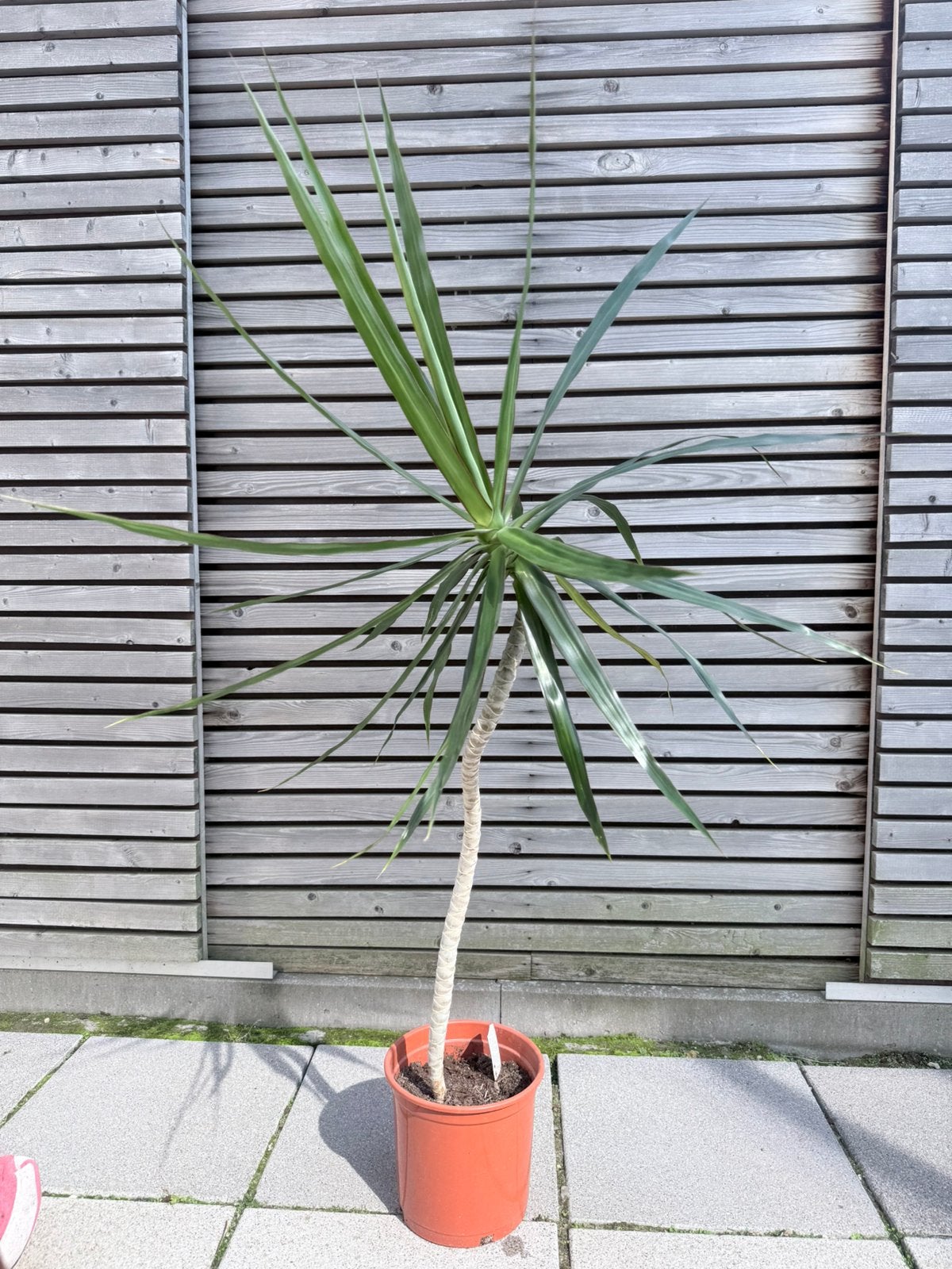 Marginata Dracaena plant, Ophalen