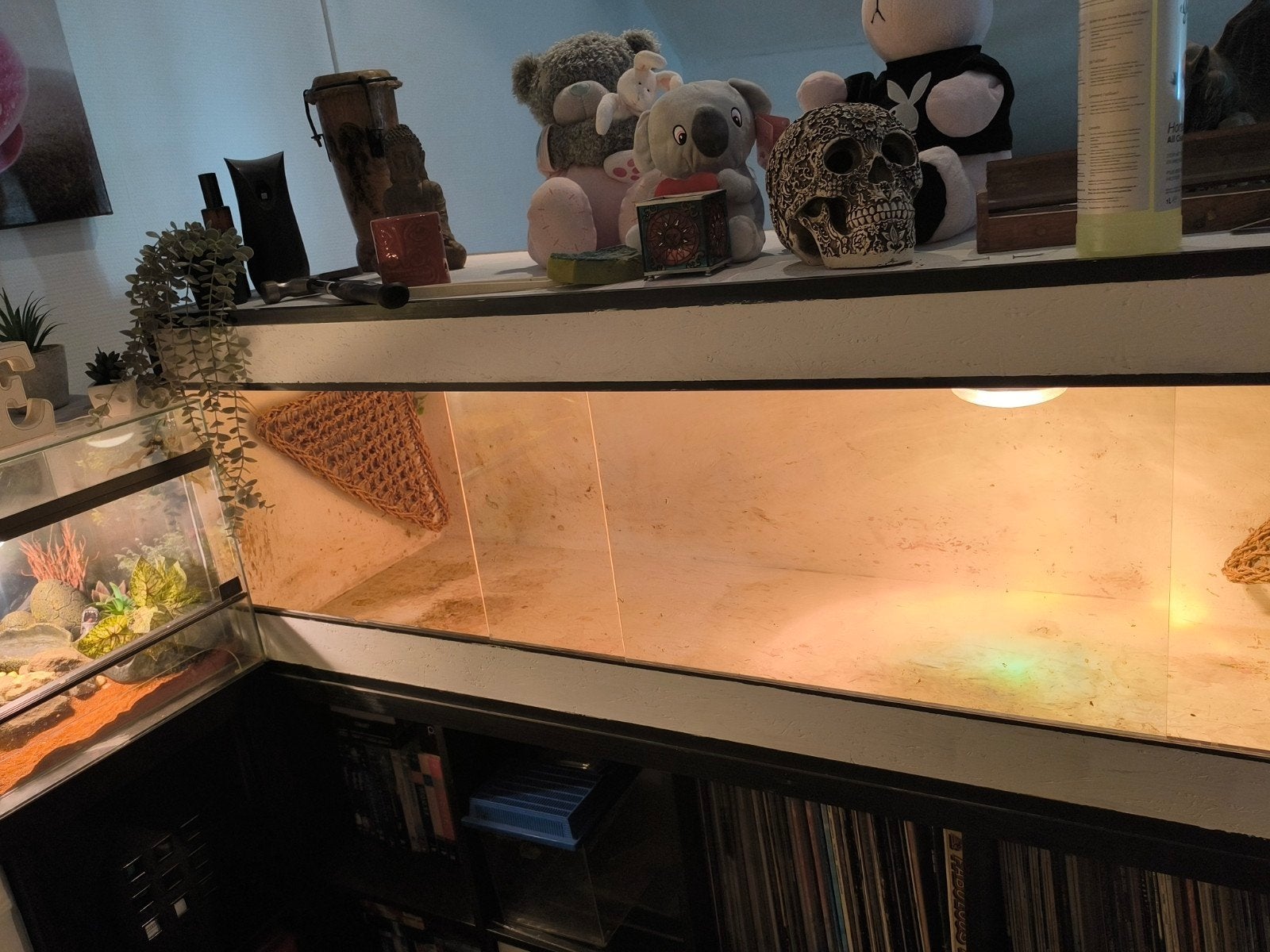terrarium van 1.50, Dieren en Toebehoren, Ophalen