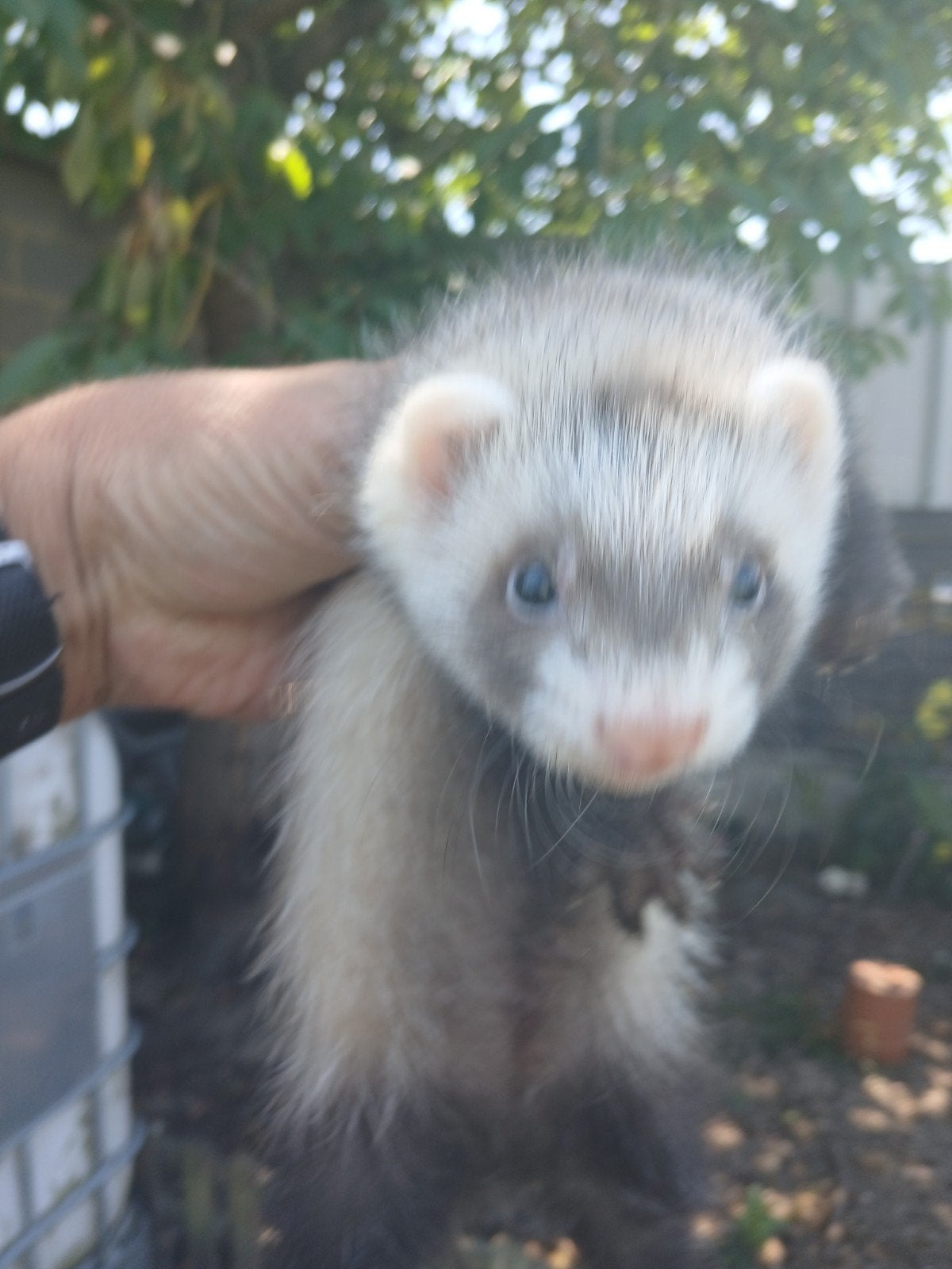 fret huisfret, Animaux & Accessoires, Animaux Autre, Juin, Femelle