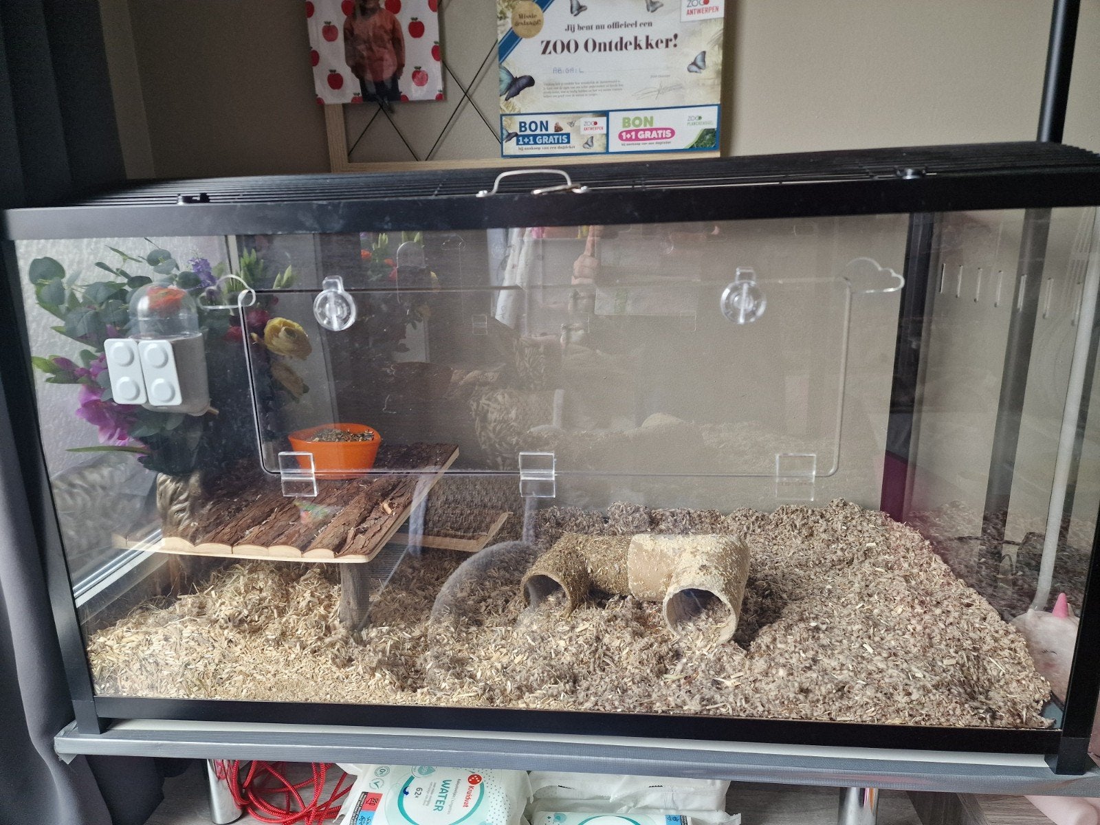 goudhamster met kooi, Dieren en Toebehoren, Mei, Mannelijk, Hamster