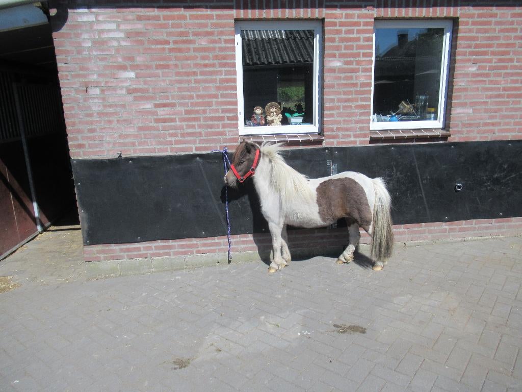 super brave merrie Sisie, Dieren en Toebehoren, Merrie, Gechipt