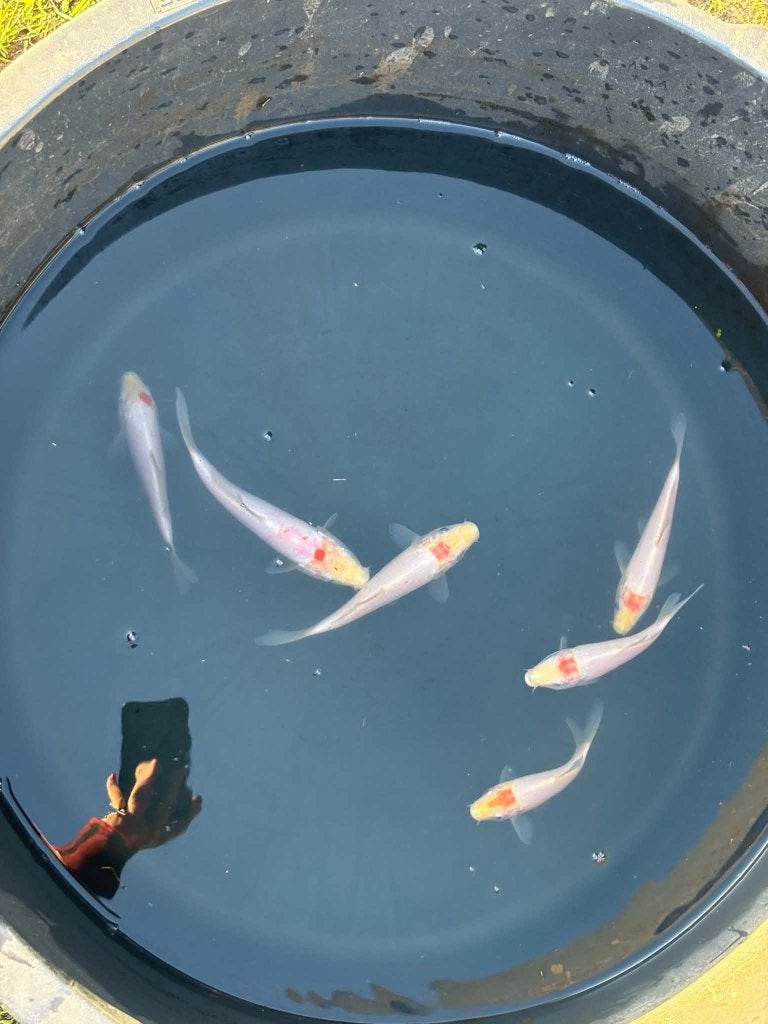 6x Tancho Koi – Eigen Kweek, Animaux & Accessoires, Carpe ou Koï
