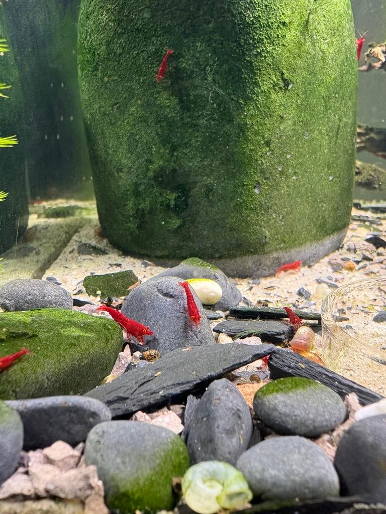Bloody mary orange eyes, Dieren en Toebehoren