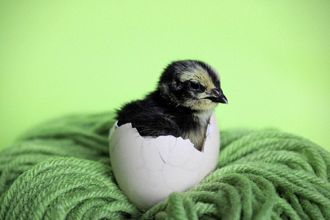Poussins de caille japonais nés le 27/05
