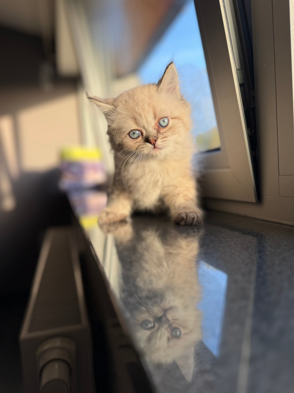 Ragdoll kitten, Chat, Avec pedigree, 0 à 2 ans