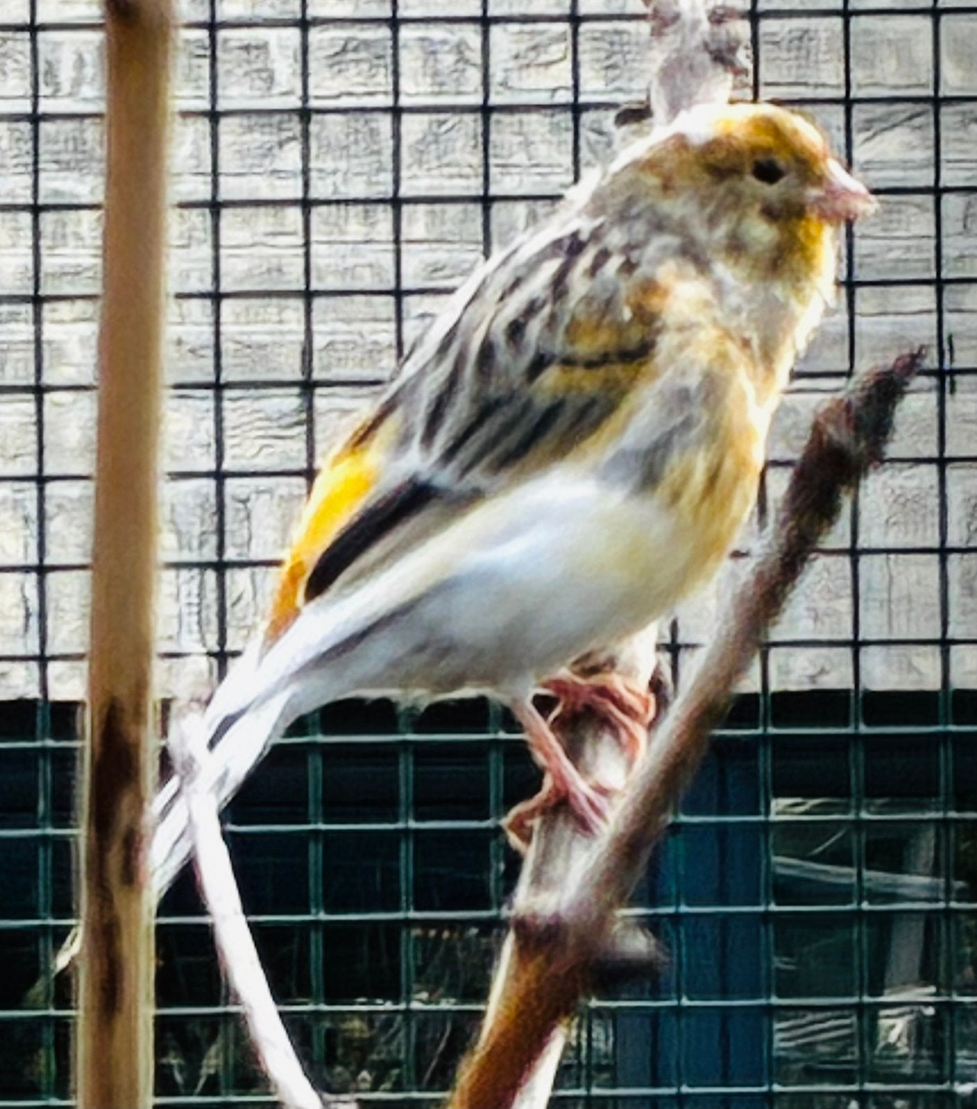 Canari mâle 2026, Animaux & Accessoires, Oiseaux | Canaris