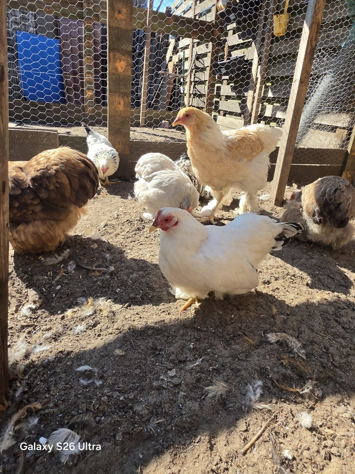 kippen hennetjes, Dieren en Toebehoren, Pluimvee, Vrouwelijk