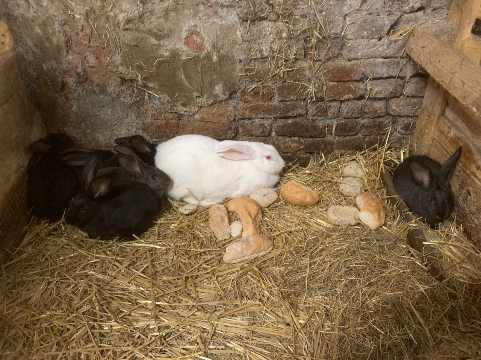 Vlaamse reuzen, Dieren en Toebehoren, Konijnen, Meerdere dieren, Groot, 0 tot 2 jaar