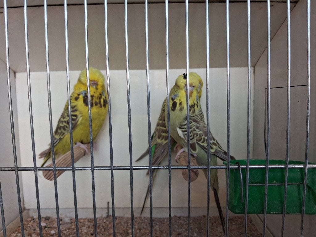 Engelse grasparkiet pop, Plusieurs animaux, Perruche, Bagué