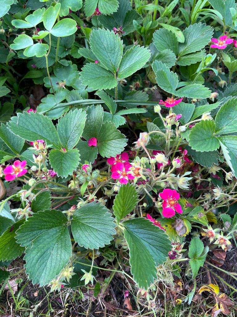 Fragaria Pink panda of Red ruby, Tuin en Terras, Ophalen of Verzenden