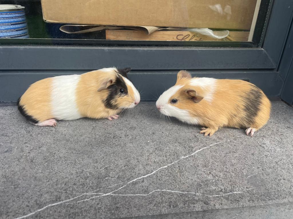 Jonge cavia’s, Vrouwelijk, Tam, Maart, Cavia