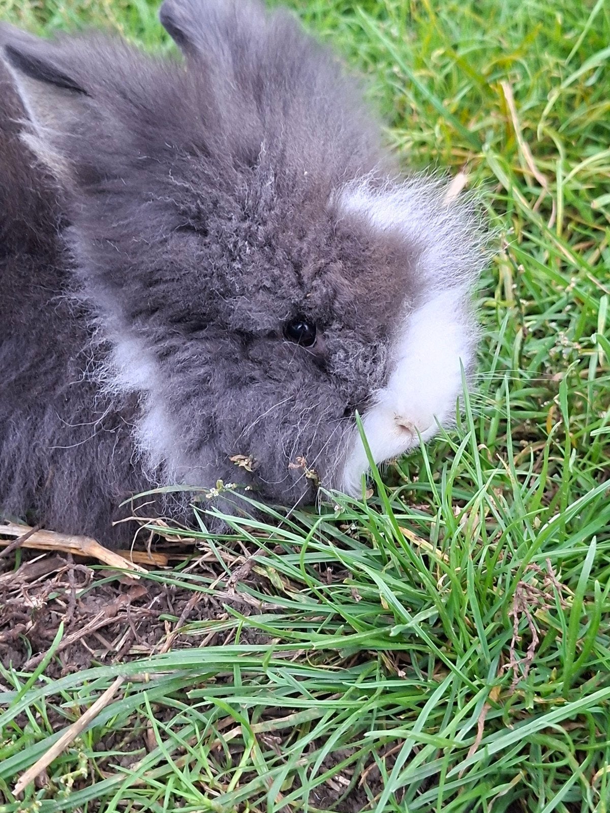 Zeer mooi dwergkonijn, Dieren en Toebehoren, Mannelijk, Dwerg, 0 tot 2 jaar
