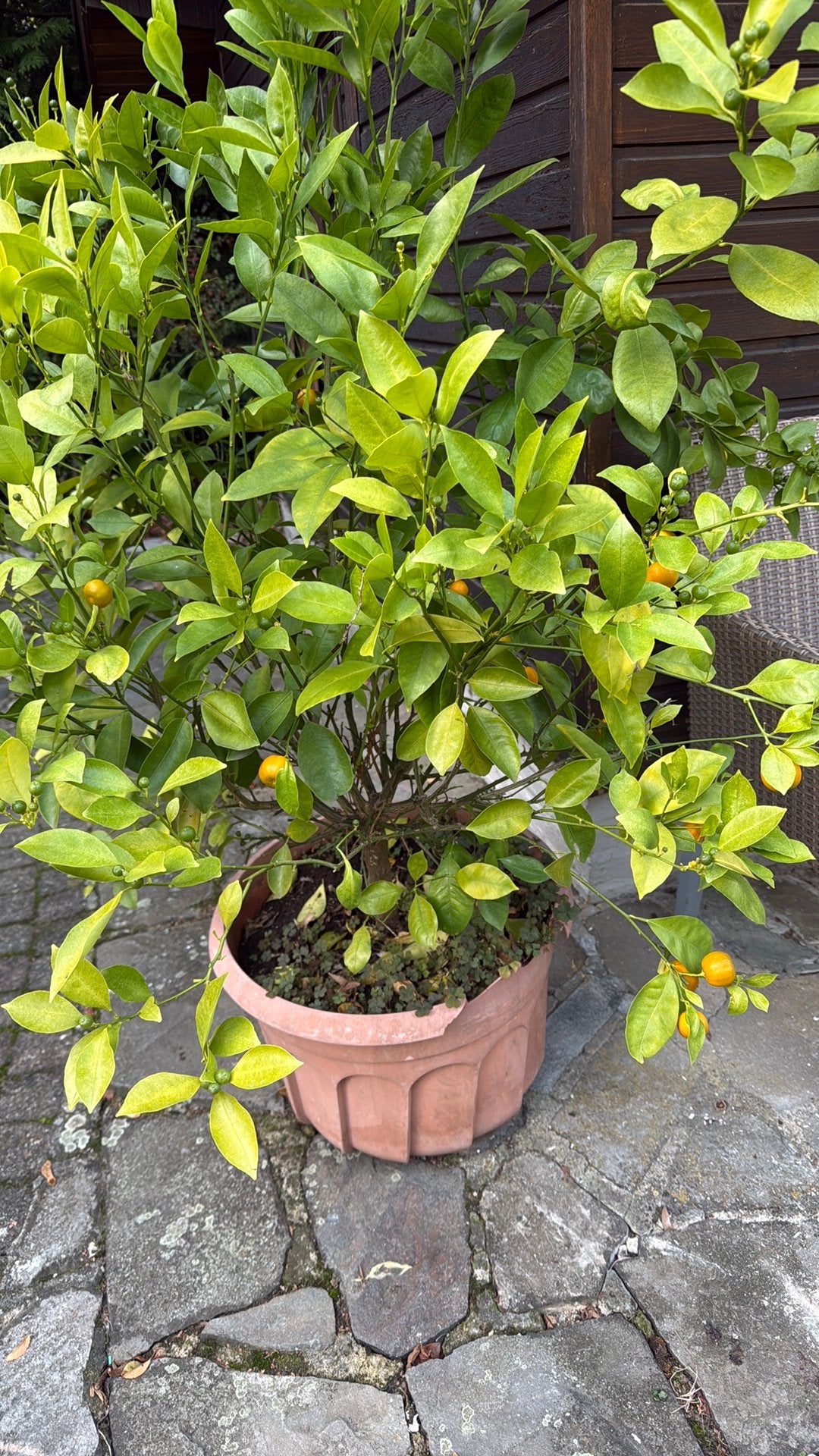 Calamondin boom, Ophalen