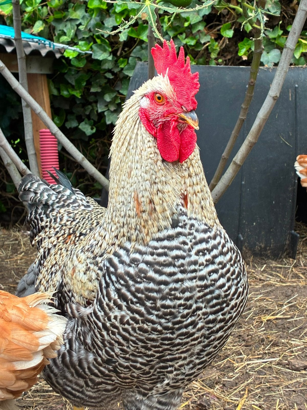 Coq, Dieren en Toebehoren, Mannelijk