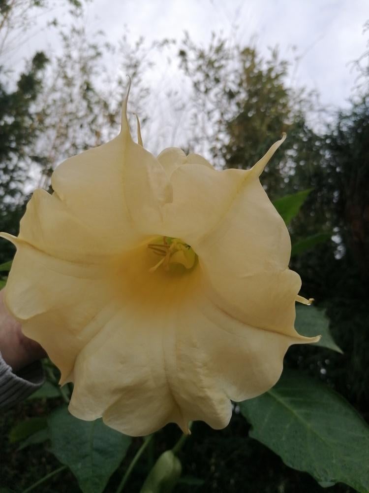 brugmansia, Tuin en Terras, Planten | Tuinplanten, Ophalen, Zomer, Volle zon