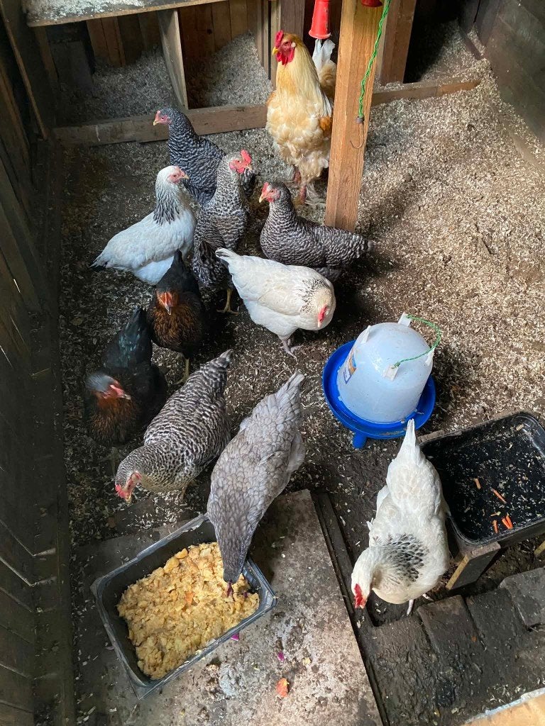 Pluimvee, Dieren en Toebehoren, Pluimvee, Vrouwelijk, Kip