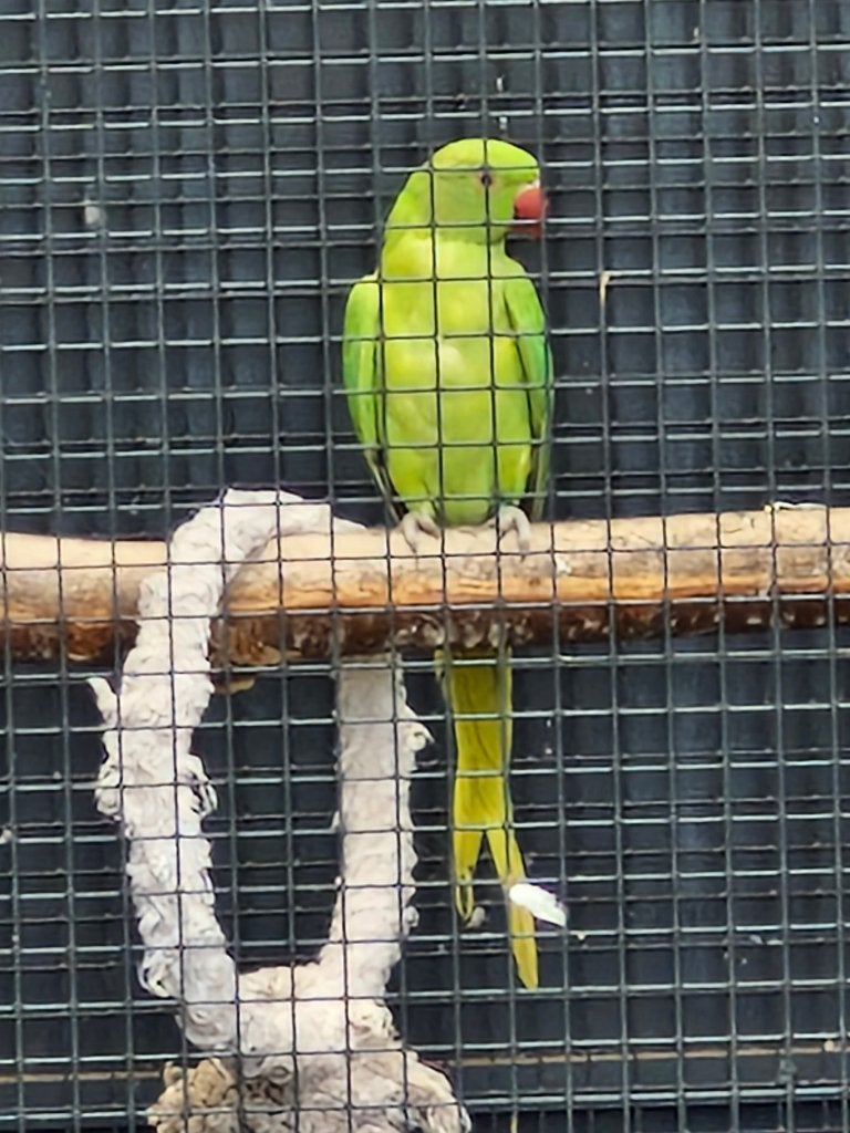 Halsband parkiet groen opaline /bleelstaart/ blauw, Dieren en Toebehoren, Vogels | Parkieten en Papegaaien, Parkiet, Geringd