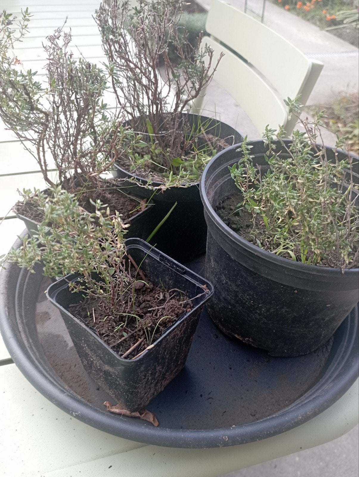 Tijm - keuken Tijm, Jardin & Terrasse, Enlèvement