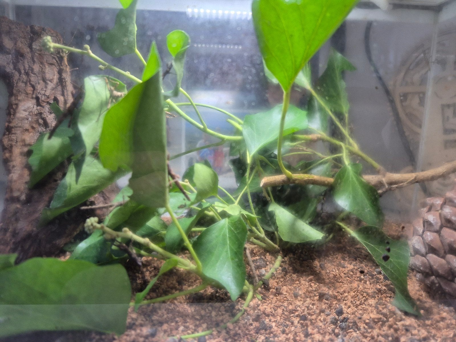 Wandelende Takken zoeken een nieuwe thuis!, Dieren en Toebehoren, Reptielen en Amfibieën