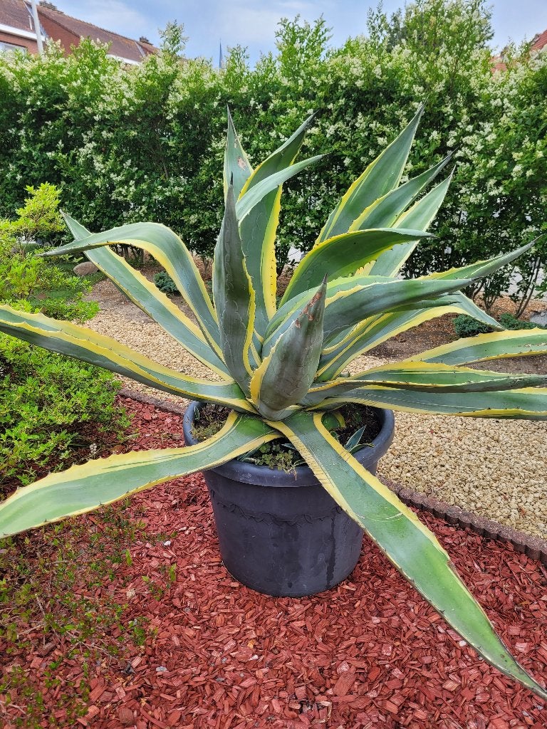 cactussen, Tuin en Terras, Ophalen, Nieuw, Overige typen