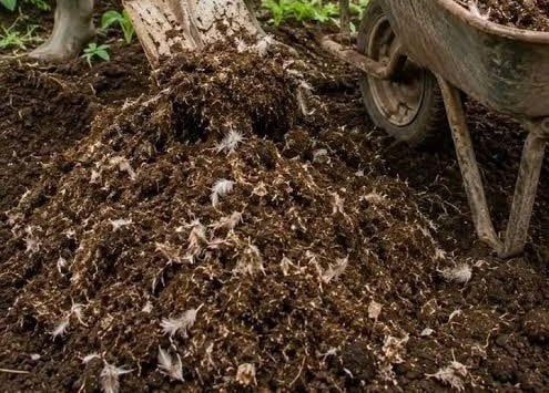 Mélange de fumier de poules et lapins (gratuit), Jardin & Terrasse, Enlèvement, Fumier