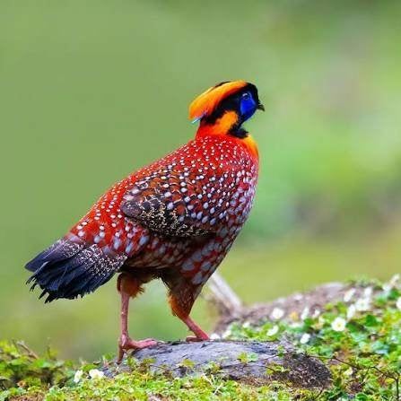 Fazanten, Dieren en Toebehoren, Oktober, Meerdere dieren