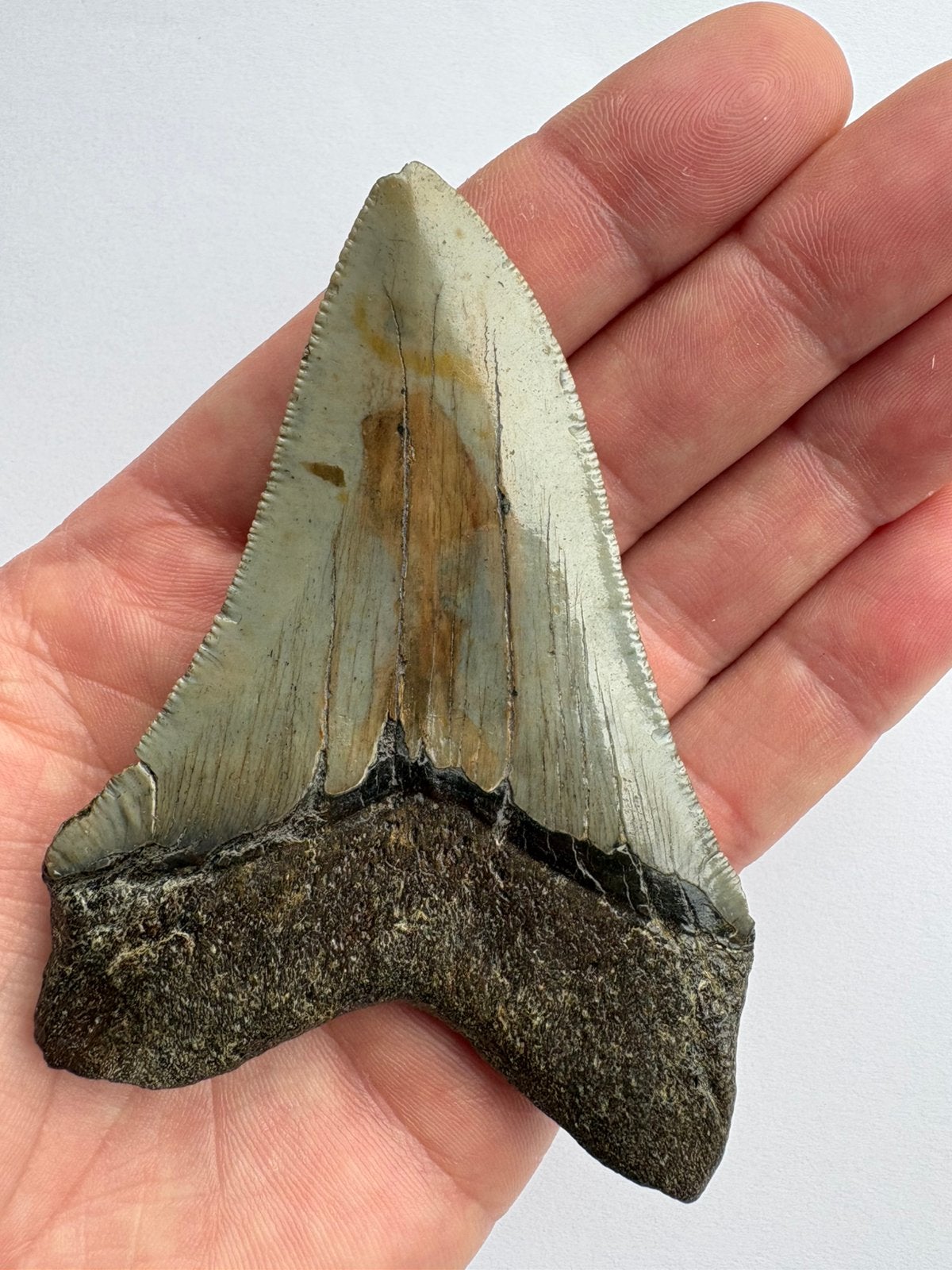 Megalodontand 10,1 cm - VS, Verzamelen, Ophalen of Verzenden, Fossiel