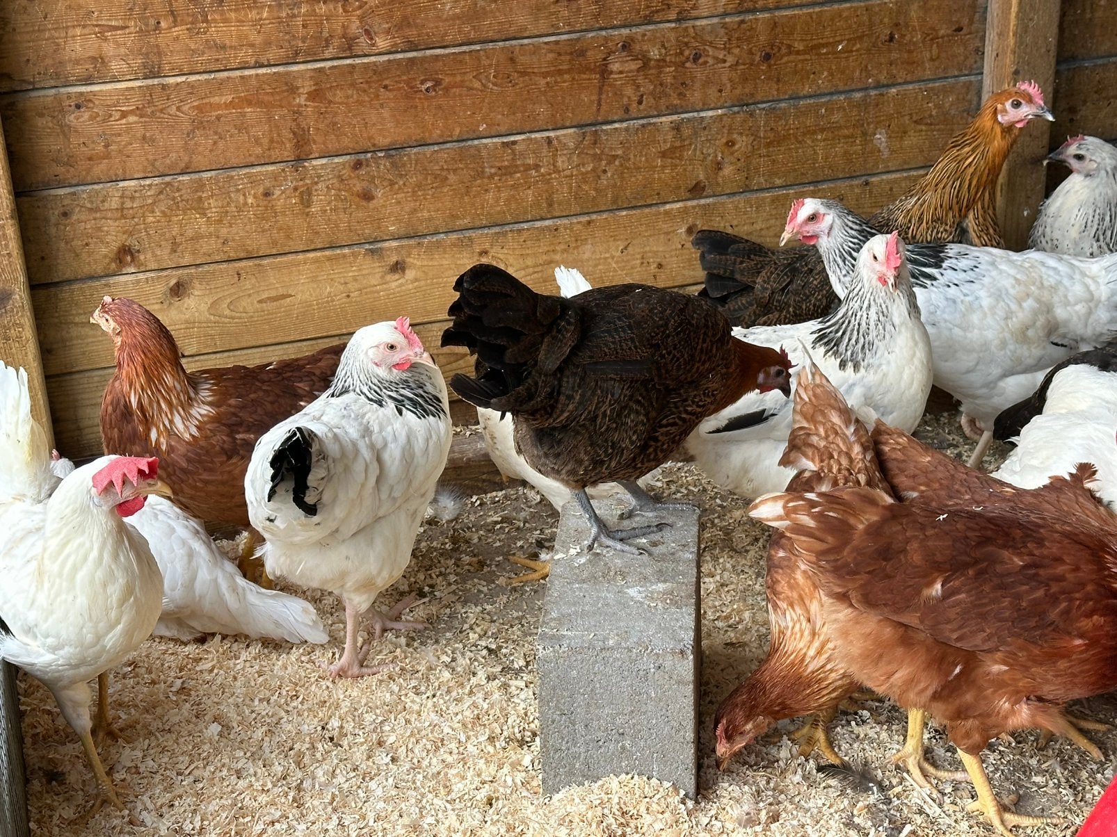 Sussex bleu de landes harco koekoek leghorn isa brown, Dieren en Toebehoren